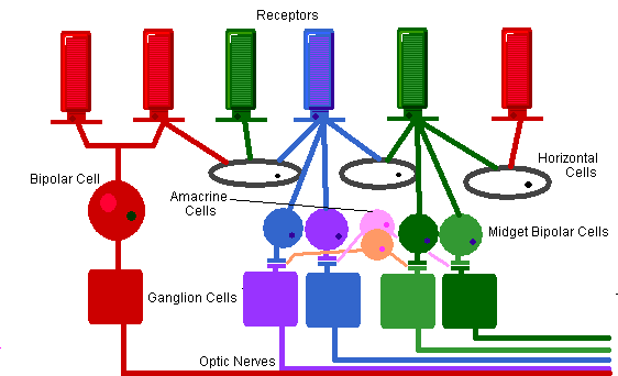 Diagram of the retina