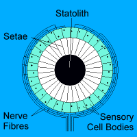 Diagram of a simple statocyst